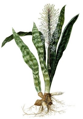 Snake Plant Image